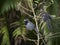 Wildlife photo of Groove-billed Anis