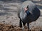 Wildlife photo of a Helmeted Guineafowl Numida meleagris