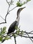 Wildlife photo of a juvenile Neotropic Cormorant Phalacrocorax brasilianus