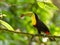 Wildlife photo of a Keel-billed Toucan Ramphastos sulfuratus