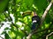 Wildlife photo of a Keel-billed Toucan Ramphastos sulfuratus