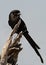 Wildlife photo of a Magpie Shrike Urolestes melanoleucus