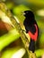 Wildlife photo of a male Passerini`s Tanager Ramphocelus passerinii