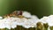 Wildlife photo of a marmalade hoverfly Episyrphus balteatus
