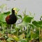 Wildlife photo of a Northern Jacana Jacana spinosa