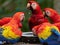 Wildlife photo ofScarlet Macaws  Ara macao