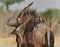 Wildlife photo of Red-billed Oxpecker on the neck of a blue wildebeest