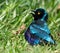 Wildlife photo of a Red-shouldered Glossy-Starling Lamprotornis nitens