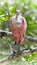 Wildlife photo of an Roseate Spoonbill - Platalea ajaja