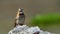 Wildlife photo of a Rufous-collared Sparrow Zonotrichia capensis