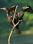Wildlife photo of two Neotropic Cormorants Phalacrocorax brasilianus