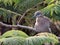 Wildlife photo of a West Peruvian Dove Zenaida meloda