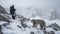 The Wildlife Photographer Is Shown Out In Front Of A Rare And Elusive Snow Leopard. Generative AI