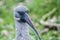 Wildlife- photography- African hadada ibis bird