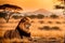 wildlife photography of an African lion sitting , brown grass sun set