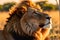 wildlife photography of an African lion sitting , brown grass sun set