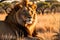 wildlife photography of an African lion sitting , brown grass sun set