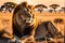 wildlife photography of an African lion sitting , brown grass sun set