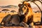 wildlife photography of an African lion sitting , brown grass sun set