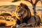 wildlife photography of an African lion sitting , brown grass sun set