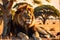 wildlife photography of an African lion sitting , brown grass sun set