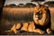 wildlife photography of an African lion sitting , brown grass sun set