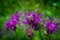 Wildlife photography. Bumblebee on a lilac flower  - Blurred photo bokeh