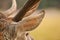 Wildlife photography. Close up detail view of the head, eyes, fur, horns of a deer stag