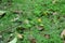 Wildlife photography. Dragonfly sits on green grass. Koh Chang, Thailand