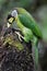 Wildlife photography Fire Tufted Barbet