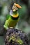 Wildlife photography Fire Tufted Barbet