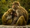 Wildlife Photography - Monkey Mother`s Love