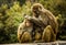 Wildlife Photography - Monkeys on the roadside