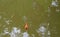 Wildlife photography. Orange fish in the pond. Koh Chang, Thailand