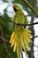 Wildlife photography Rose Ringed Parakeet