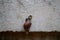 Wildlife photography. Snail is walking on the wall. Koh Chang, Thailand