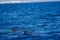 Wildlife: A pod of Dolphins swim in the Pacific Ocean of Guatemala
