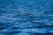 Wildlife: A pod of Dolphins swim in the Pacific Ocean of Guatemala