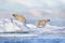 Wildlife - polar bear on drifting ice with snow feeding on killed seal, skeleton and blood, wildlife Svalbard, Norway. Beras with