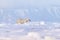 Wildlife - polar bear on drifting ice with snow feeding on killed seal, skeleton and blood, wildlife Svalbard, Norway. Beras with