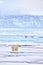 Wildlife - polar bear on drifting ice with snow feeding on killed seal, skeleton and blood, wildlife Svalbard, Norway. Beras with