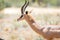 Wildlife portrait gerenuk gazelle