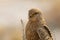 Wildlife Portrait: Greater Kestrel Adult