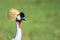 Wildlife portrait of a grey crowned crane outdoors in the wilderness in masai mara