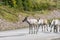 Wildlife portrait of a group of reindeers in the middle of the road in lappland/sweden near arvidsjaur.