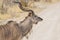 Wildlife Portrait: Male Greater Kudu