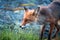 Wildlife portrait of Red fox/ vulpes vulpes outdoors