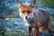 Wildlife portrait of Red fox/ vulpes vulpes outdoors during the night