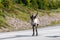 Wildlife portrait of a reindeer in the middle of the road in lappland/sweden near arvidsjaur.