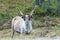 Wildlife portrait of a of reindeer in the wilderness in lappland/north sweden near arvidsjaur.